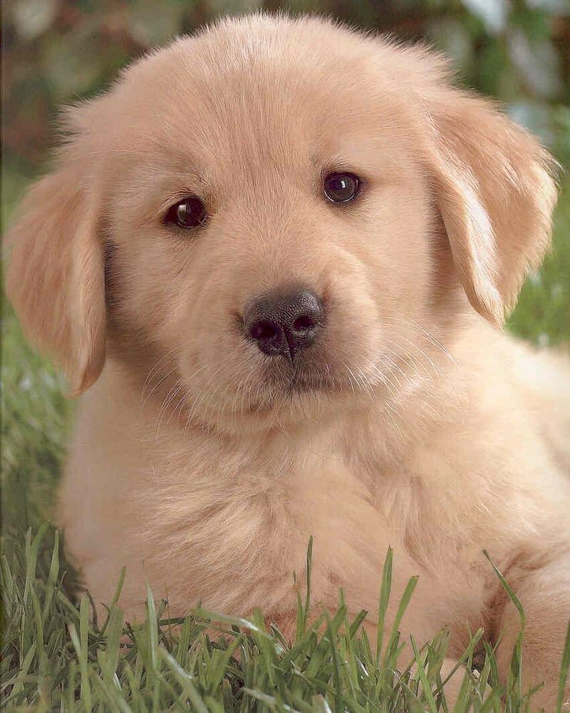 Golden Retriever Puppy.jpg