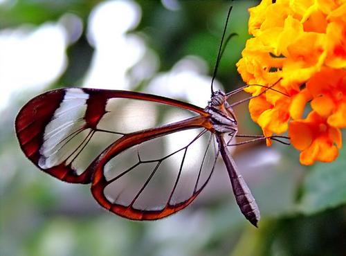 Glasswing Butterfly.jpg