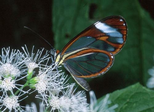 Glasswing Butterfly.jpg
