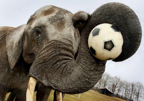 Soccer Elephant, Germany.jpg