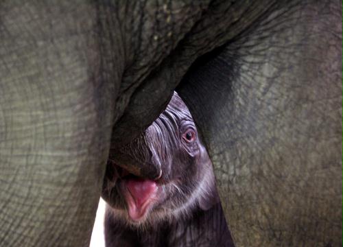 Baby Elephant, Germany.jpg