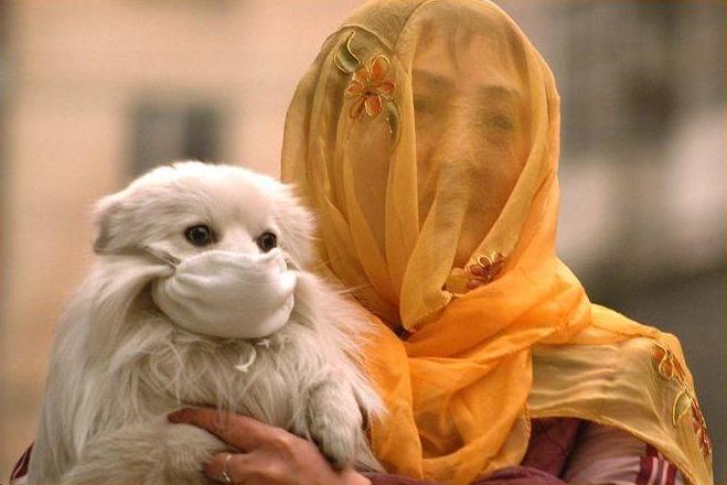 Muslim Doggy.jpg
