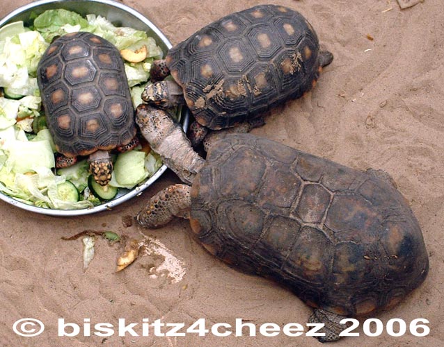 Tortoises.jpg