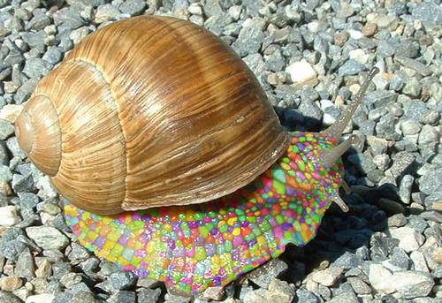 Colorful Snail.jpg