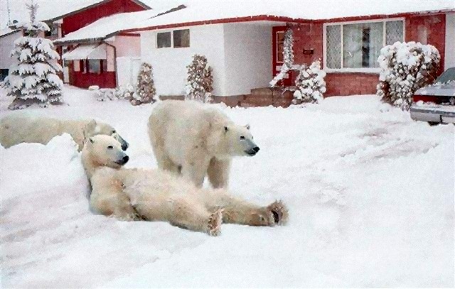 Polar Bear Fun.jpg