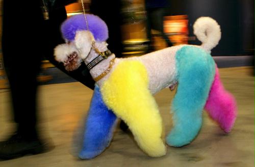 Colorful Poodle, Germany.jpg