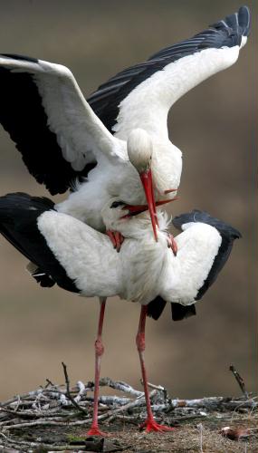 European White Stork pair.jpg