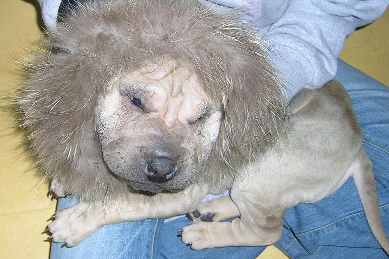 Lion dog.jpg