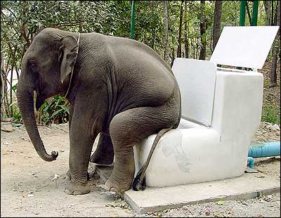 Elephant Potty.jpg