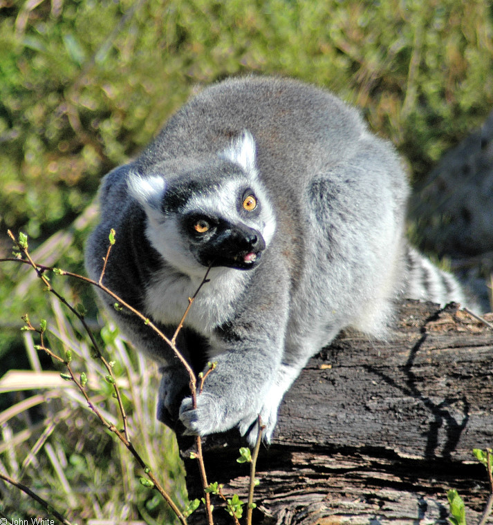 Ring-tailed Lemur.jpg