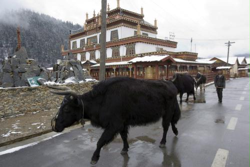 Domestic Yaks, Tibet.jpg