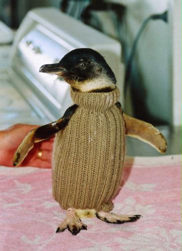 Blue Penguin in jumpers, Australia.jpg