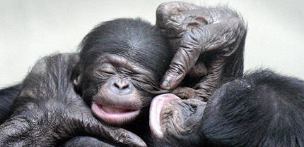 Baby Bonobo, Germany.jpg