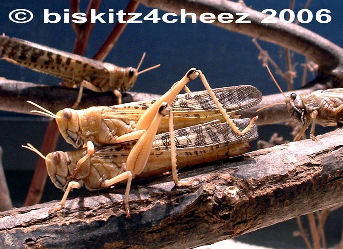 locusts.jpg