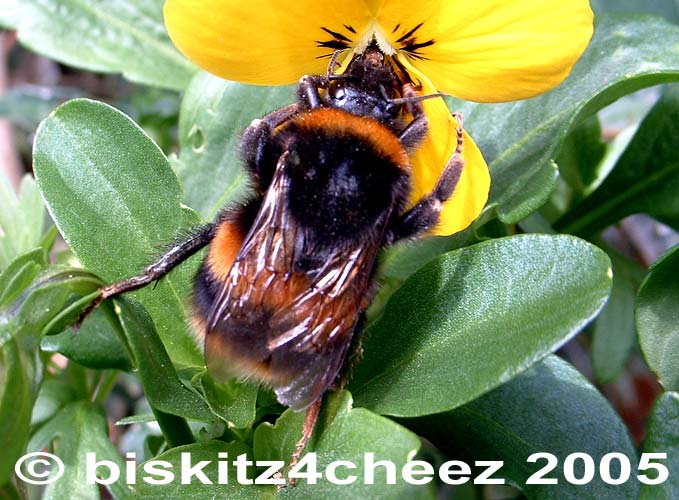 Bee.jpg
