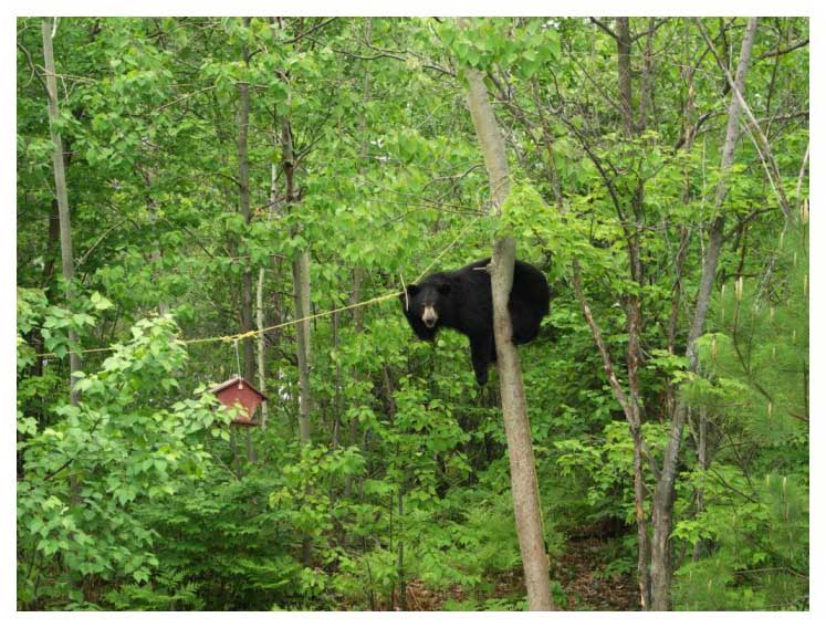 Black Bear the Rope Hanger.jpg