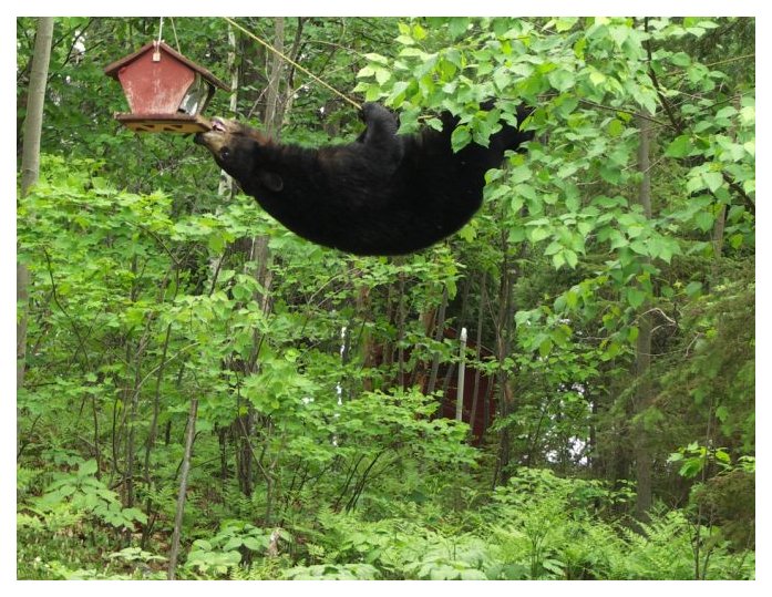 Black Bear the Rope Hanger.jpg