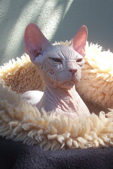 Sphinx Cat.jpg
