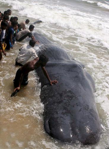 Beached Whale, Sri Lanka.jpg