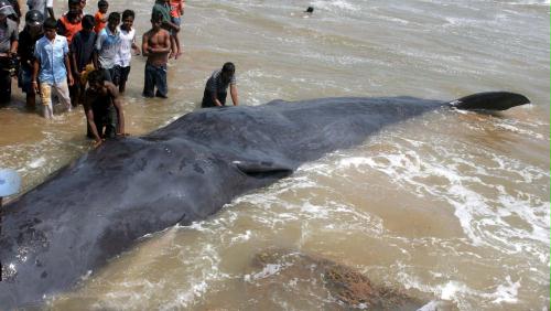 Beached Whale, Sri Lanka.jpg