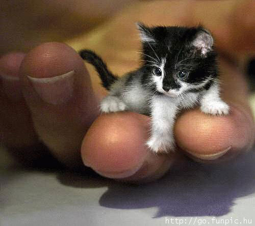 Mini Kitten.jpg