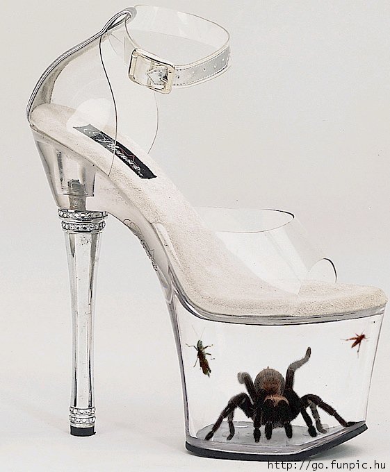 Glass shoe spider.jpg