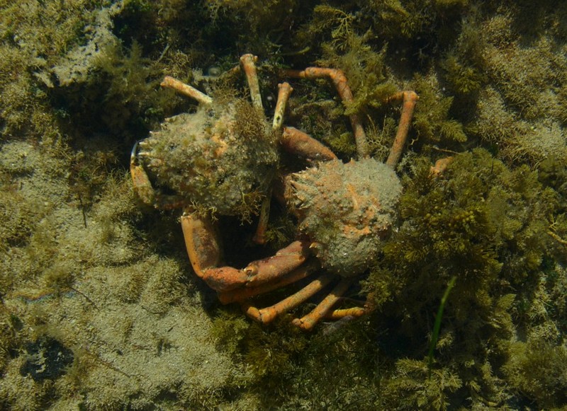 crab dancing 1.jpg