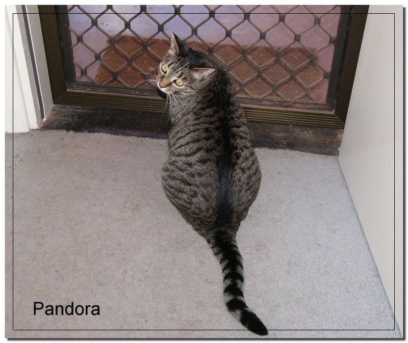 pandora.jpg