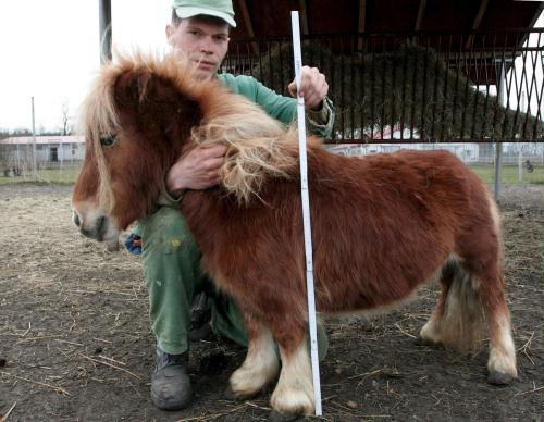 Miniature Pony, Poland.jpg