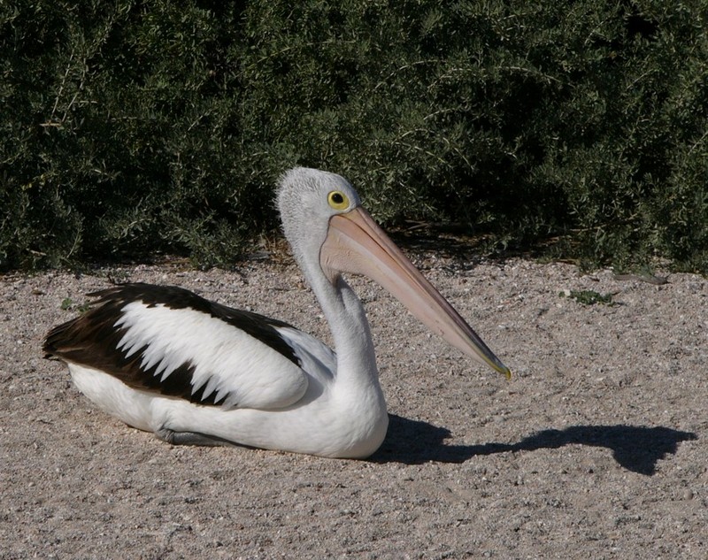 pelican 1.jpg