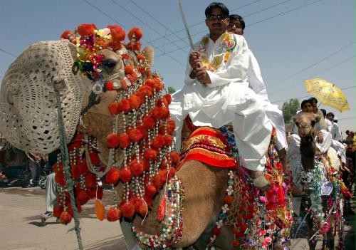 Decorated Camel, Pakistan.jpg