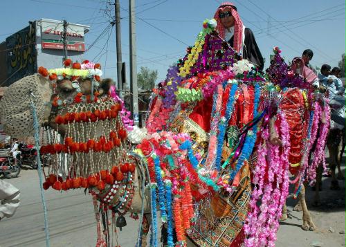 Decorated Camel, Pakistan.jpg