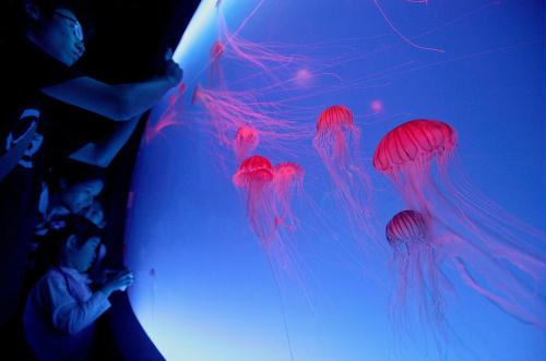 Brown Sea Nettle jellyfish (Chrysaora Melanaster), Hong Kong.jpg