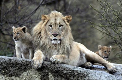 Lion cubs and Male, Switzerland.jpg
