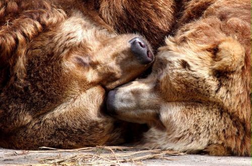 Kodiak Bears, Germany.jpg