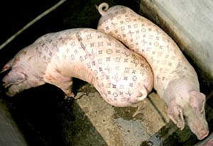 Tattooed Pigs 5.jpg