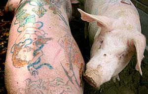 Tattooed Pigs 6.jpg