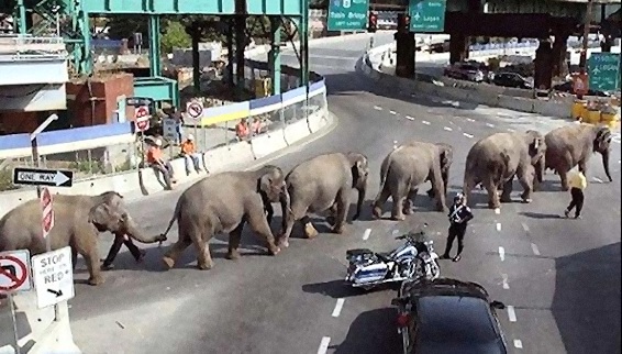 Elephant Crossing.jpg