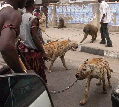 Nigerian Pets.jpg