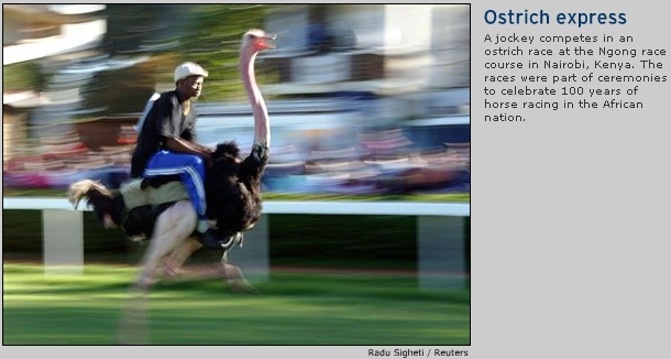 Ostrich Race.jpg
