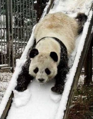 Panda Bear Fun.jpg