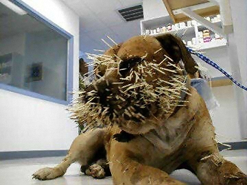 Dont Mess With Porcupines.jpg