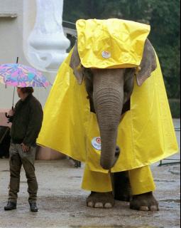 Elephant Raincoat.jpg