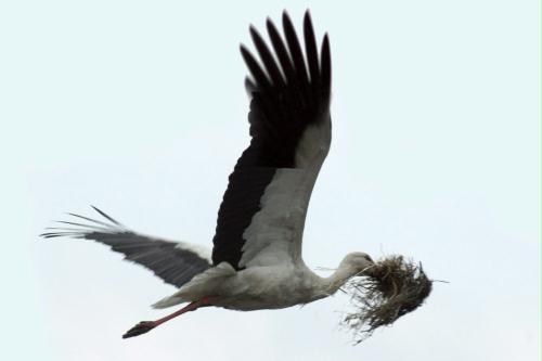 European White Stork, Poland.jpg