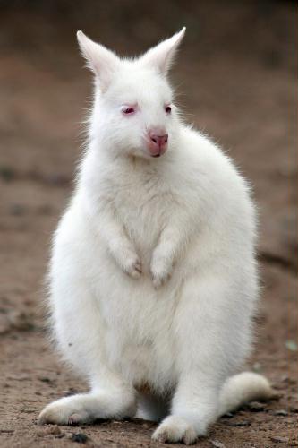 Red-necked Wallaby, Albino Baby, Argentina.jpg