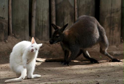 Red-necked Wallaby, Albino Baby, Argentina.jpg