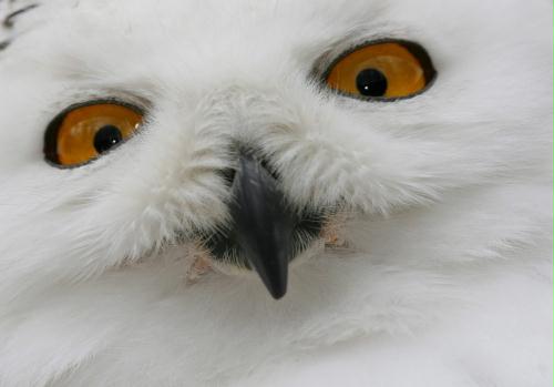 Snowy Owl face, Germany.jpg