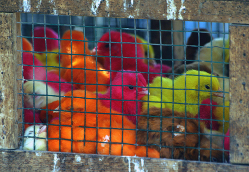 Color Chickens, Pakistan.jpg