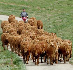 20060417 Korean Cattle Herd.jpg