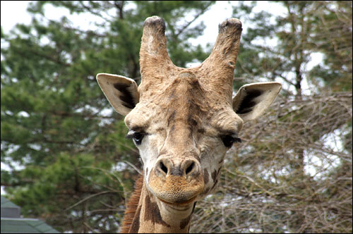 funny face, giraffe.jpg